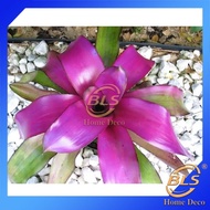 REAL LIVE PLANT BROMELIAD NEOREGELIA VOODOO DOLL WITH PLASTIC POT