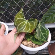 anthurium tarantula crystata