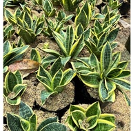 Dwarf Snake Plant (Rooted️)