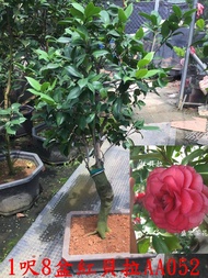 【盛宏茶花】茶花品種︱AA級大型優質茶花盆栽︱1呎8吋盆︱紅貝拉AA052(請自取)