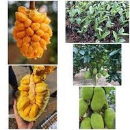 COMBO of 3 female jackfruit trees (seed trees)