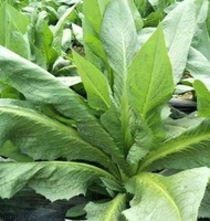 Yangchun Baijia wheat vegetable seeds pot planting vegetable seeds green vegetable seeds