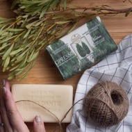 Cypress tree (READY STOCK)