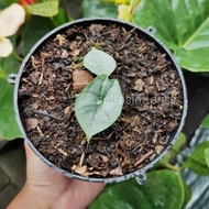 Promo Tanaman Hias Koleksi Alocasia Bisma (Baby) Ori