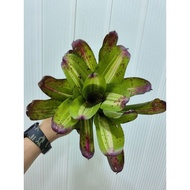 bromeliad neoregelia Cango