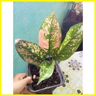 ◵ ♠ ✻ #5 New Collection Garden Decor different Aglaonema Varieties