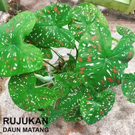 FLORIDA CLOWN Keladi Caladium USA Thai Thailand ANYA ANYA