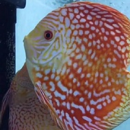 Discus Pigeon Fish Tank Size 2.5 Inch