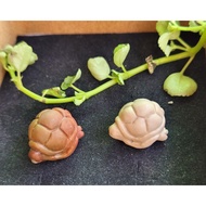 Y0916F9 Alxa Longevity Turtle Premium Beads, Through Hole Accessories, 13.6 * 15.9 * 11.5mm, Random 