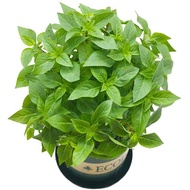 ▽50pcs Herb Garden Seed,Basil, Rosemary,Lemon Grass, Parsley,Thyme Seeds for Planting (Basil)