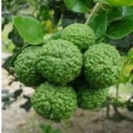 Limau Purut Buah Limau (Min 15Biji)