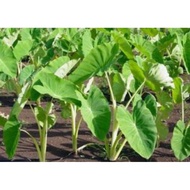 Pokok keladi sayur makan