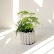 植栽 盆栽 l 文竹(新娘花)  迷人雲狀葉片 室內盆栽 辦公室盆栽