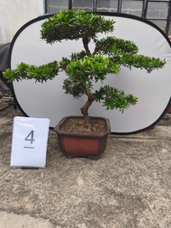金鑽羅漢松~高90cm
