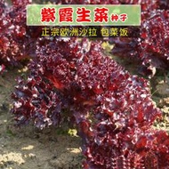 韓國包rou生菜種子 種籽紫霞青裙生菜紫紅綠葉沙拉包菜飯陽臺四季蔬菜子