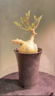 索馬里小葉葡萄 Cyphostemma betiforme