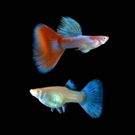 (High Grade) Guppy Albino Red Sky *Male & Female.