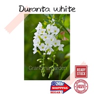 (GG real plant) duranta white  erecta alba mild fragrance wangi sky flower pigeon berry golden dewdr