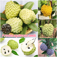 ปลูกง่าย เมล็ดสด100% เมล็ดพันธุ์ น้อยหน่า บรรจุ 30เมล็ด Annona squamosa Fruit Seeds for Planting เมล็ดแอปเปิ้ลคัสตาร์ด บอนสี เมล็ดผลไม้ ต้นไม้ผลกินได้ เมล็ดพันธุ์ผัก พันธุ์ไม้ผล บอนไซ ต้นบอนสี เมล็ดบอนสี ต้นผลไม้ ต้นไม้แคระ ผลไม้อร่อย เมล็ดดอกไม้ Plants