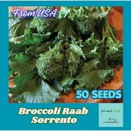 Rare Seed - Broccoli Raab (Rabe) Sorrento Heirloom