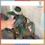 ️ Philodendron Pink Princess หรือ เจ้าหญิงสีชมพู flashsale ลดกระหน่ำ