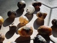 原石棗皮眼睛共生瑪瑙