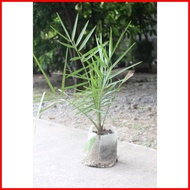 ☼ ✁ Dates Fruit (Palm Tree) Seedling