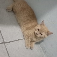 Kucing munchkin