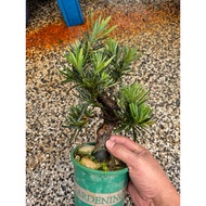 小叶雀舌罗汉松矮霸podocarpus macrophyllus