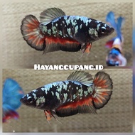 ikan cupang Avatar Cooper Nemo grade