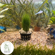 Dwarf Hair Grass Fresh Live Aquarium Aquatic Plants