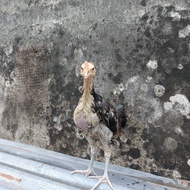 ayam pelung asli anakan