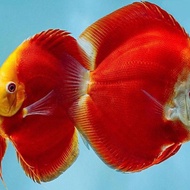 ikan hias Discus pair pasangan / indukan
