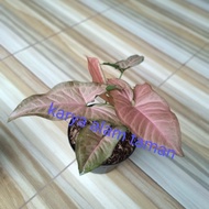 READY bibit tanaman hias syingonium pink daun bulat/pohon hias