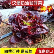 Lettuce Seeds Seeds Creamy Coffee Wheat Coriander Vegetables Vegetables Four Seasons Vegetables Vege