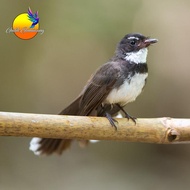 Burung Sikatan Kipas Sortiran