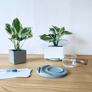 【白金葛-室內綠植】名片架便條紙收納座 室內植栽生日禮物