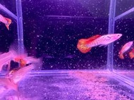 【百萬魚坊】銀河紅蛇王圓尾 純種孔雀魚一對