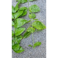 Jasmine plant cutting