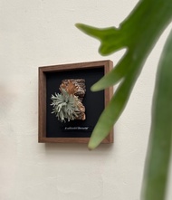 皮革製 P. willinckii Bacteria 侏儒爪哇鹿角蕨相框_送禮/收藏
