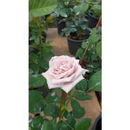 FTH # Bunga rose kampung # light purple # tahan panas # dekorasi bunga # pokok hidup