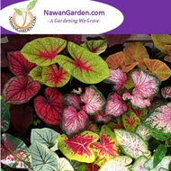 NEW STOCK MURAH [Hot Selling] Caladium ID Hybrid Thailand RANDOM PICK ONLY/ Pokok Keladi Hybrid Siam terus dari farm