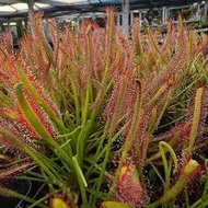 Drosera capensis