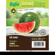 Baba Watermelon Seeds F1 Hybrid or Ice Box Watermelon Non GMO Benih Tembikai Besar Smart Grow VE-040