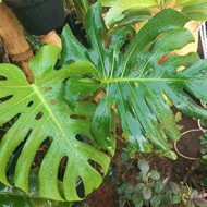 Monstera king