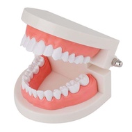 Model Gigi Edukasi Phantom Gigi Lepas Pasang Pvc Alat Peraga Gigi / Dental Model Study Gigi