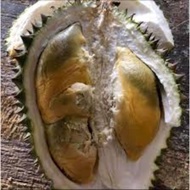 Pokok Durian Tupai King(Pokok Durian Tupai King)
