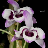 Ready Super Anggrek Dendrobium Kualitas Super | Dendrobium | Anggrek