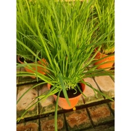 POKOK KUCHAI/24 HRS SHIPPING