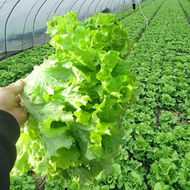 Lettuce Seed - เมล็ดพันธุ์ ผักกาดหอม อิตาลี สีเขียว งอกง่าย 100เมล็ด/ซอง เมล็ดพันธุ์ ผักสลัด หัวใหญ่ กรอบมาก หวาน Hydroponics Lettuce Vegetable Seeds for Begginers Vegetable Plants Seeds เมล็ดพันธุ์ผัก เมล็ดบอนสี เมล็ดพันธุ์พืช ต้นไม ต้นไม้มงคล